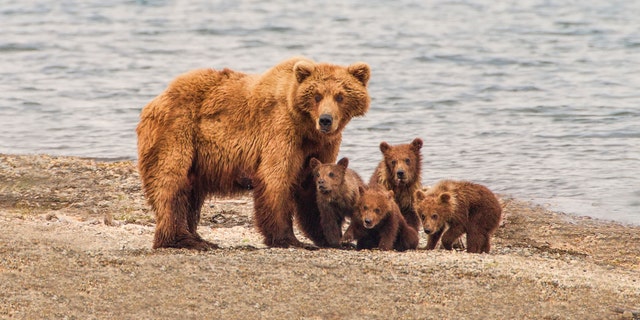 A grizzly bear family of five - a sow and four cubs focus their attention on an incomiing intruder at Katmai National Park, Alaska. Is it a threat?