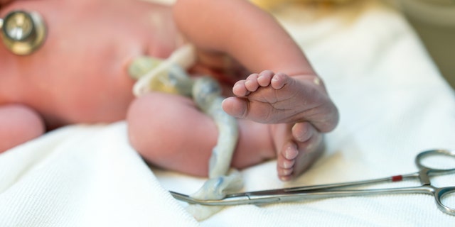 Researchers are exploring the effects of blood from human umbilical cords on aging mice.