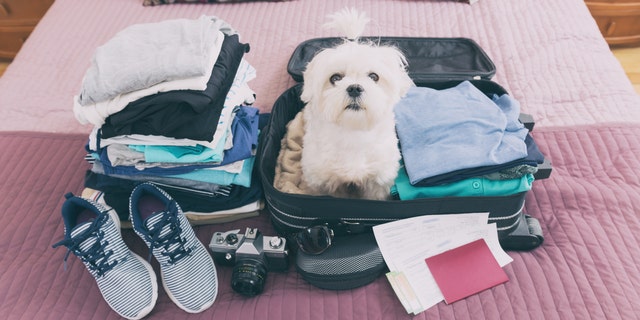 Small dog maltese sitting in the suitcase or bag wearing sunglasses and waiting for a trip