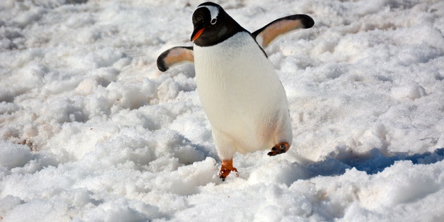 The stamping feet penguin