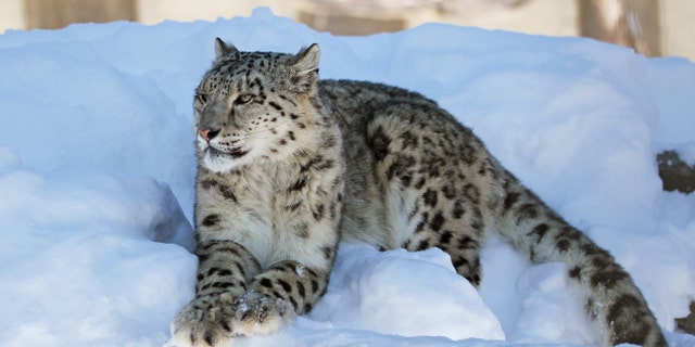 An online petition has formed calling for the prosecution of a big game hunter.