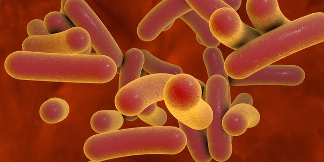 The employee contracted <em>Salmonella Typhi</em>, which causes typhoid fever.