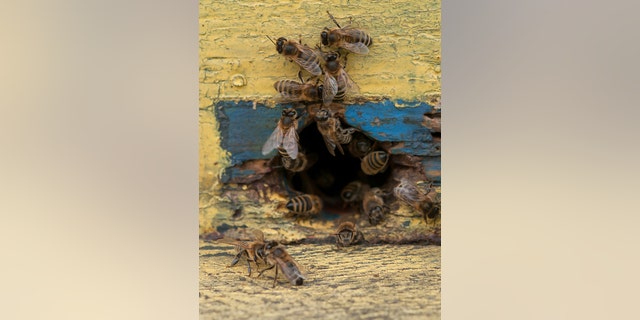 Vern Roberts and his wife Mary claim they were attacked by hundreds of bees outside their home.