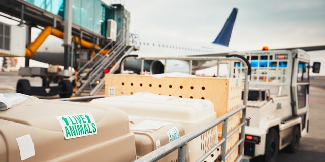 Dogs traveling by airplane. Boxes with live animals at the airport.