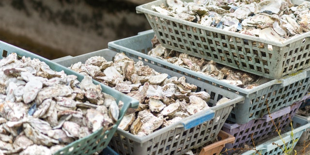 Washington authorities said the PSP has been discovered in clams, geoducks, scallops, mussels and oysters at the beaches.