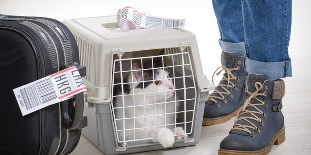 As soon as you arrive, get to a safe place in the airport and examine your pet.