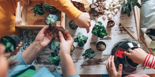 For a collaborative effort, start with sprouts and make your own lively succulent box.