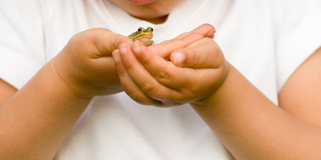 A tiny frog is held in little hands — but in California, eating the creature if it's been used in a frog-jumping contest is against the law.