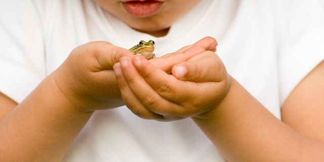 A tiny frog is held in little hands — but in California, eating the creature if it's been used in a frog-jumping contest is against the law.