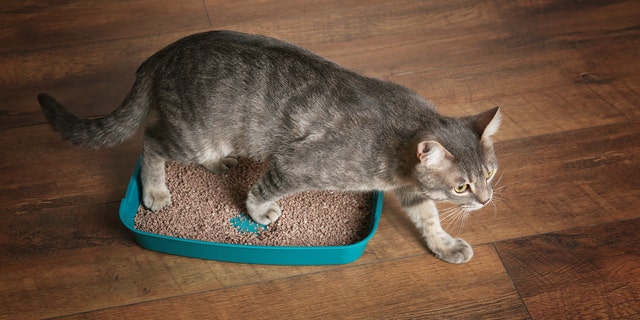 Researchers reasoned that if Toxoplasma makes people more risk-prone, those tendencies might extend to decisions about whether to start a company.