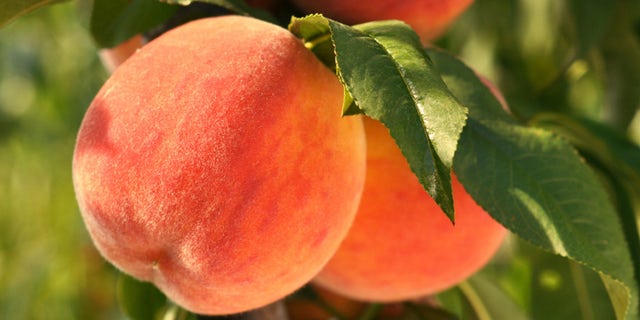 <strong>Is It Ripe? </strong>"To pick a perfect peach, obviously you need to pick it off the tree yourself," says Clemson University peach specialist Desmond Layne. But for those of us who pick peaches in supermarkets and not in orchards, he has three simple suggestions: Smell it. Squeeze it. Look at where it's from.