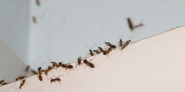 Ant invasion in Tropical North Queensland, Australia