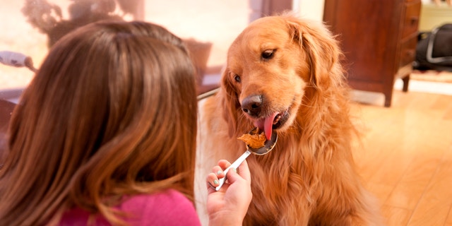Young girl feeding her dog a spoon full of peanut butter