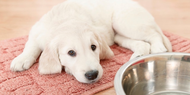 golden retriever puppy lying down near empty feeding bowl