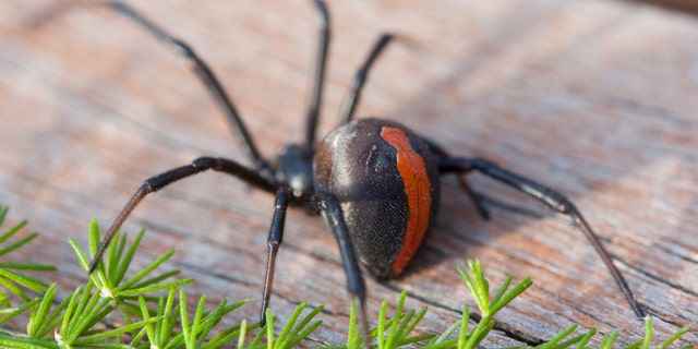 Redback Spider (Latrodectus Hasseltii) - Malbourne, Australia