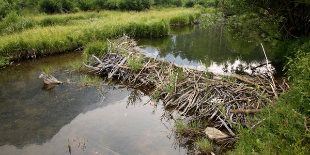 Beaver Dam, Lundy Canyon, Eastern Sierra, California