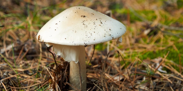 Dangerous Amanita phalloides, commonly known as the death cap