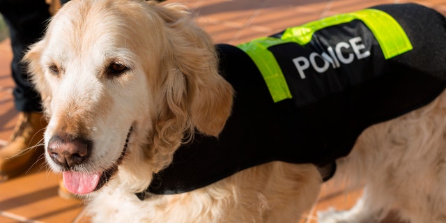 Golden Retriever dog with distinctive police