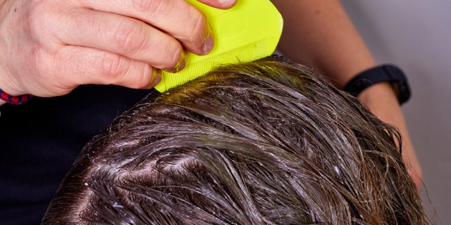 person checking wet hair for lice, with a yellow lice comb