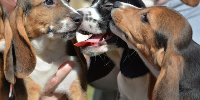 Puppies from the first litter born through in vitro fertilization. A new study by Cornell University scientists opens the door for conserving endangered species and for eradicating heritable diseases in dogs.