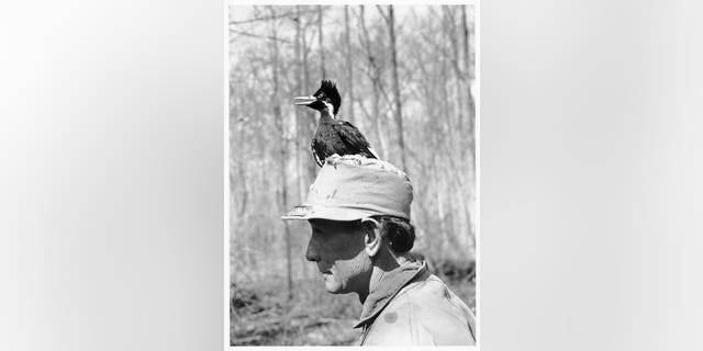 Nestling ivory-billed woodpecker and J.J. Kuhn, March 6, 1938