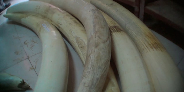 Tanzania is known as "ground zero" for elephant poaching, with its once mighty pachyderm population down almost 90 percent over the last half century. (Elephant Action League)
