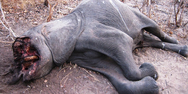 The beloved animals are killed entirely for their ivory tusks. (Friedkin Conservation Fund)