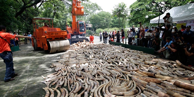June 21, 2013: This file photo shows a steamroller and a backhoe used to crush seized elephant tusks during a destruction ceremony at the Protected Areas and Wildlife Bureau of the Department of Environment and Natural Resources in Quezon city, northeast of Manila, Philippines.