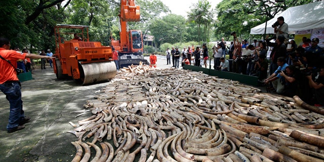 June 21, 2013: This file photo shows a steamroller and a backhoe used to crush seized elephant tusks during a destruction ceremony at the Protected Areas and Wildlife Bureau of the Department of Environment and Natural Resources in Quezon city, northeast of Manila, Philippines.