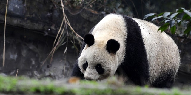 Two 5-year-old pandas are due to arrive at Tokyo's Ueno Zoo on Monday. They'll be the zoo's first since the 2008 death of its beloved giant panda Ling Ling.