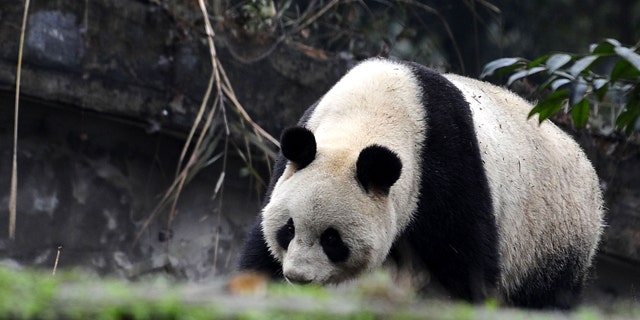 Two 5-year-old pandas are due to arrive at Tokyo's Ueno Zoo on Monday. They'll be the zoo's first since the 2008 death of its beloved giant panda Ling Ling.