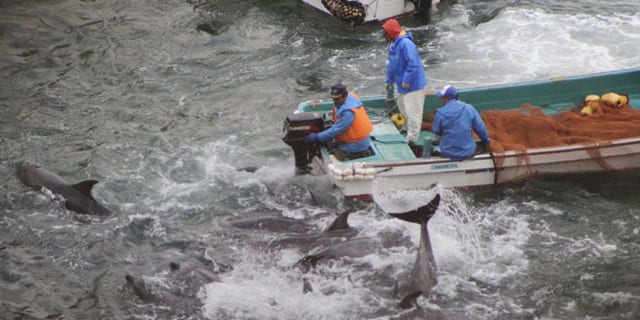 Jan. 20, 2014: In this photo provided by Sea Shepherd Conservation Society Tuesday, Jan. 21, 2014, fishermen on boats drive bottlenose dolphins away during the selection process in Taiji, western Japan.
