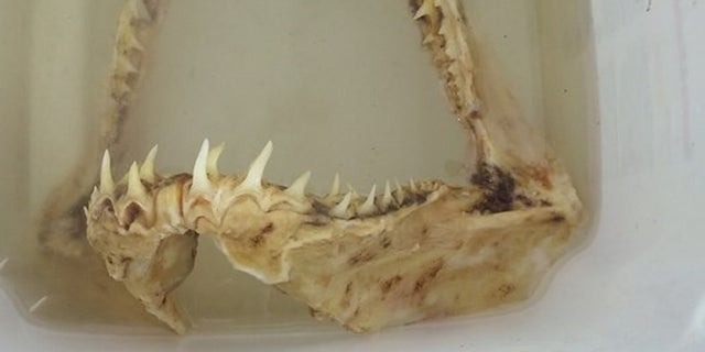 A Minnesota man caught a shark jawbone on the Mississippi River. The jawbone has been identified as coming from a sand tiger shark.