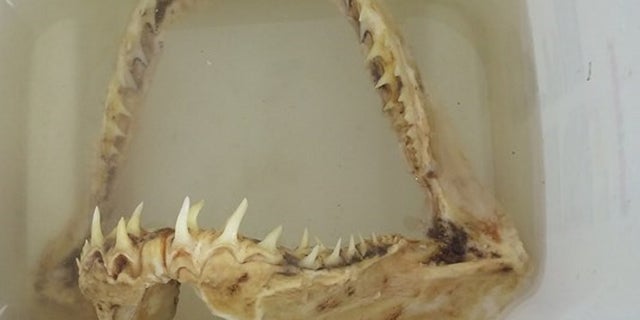 A Minnesota man caught a shark jawbone on the Mississippi River. The jawbone has been identified as coming from a sand tiger shark.