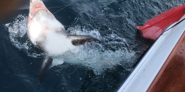 The anglers released the porbeagle back into the sea after wrestling with the shark for 40 minutes.