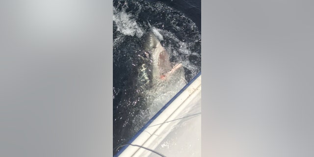 The shark caught by Steven Watson and his fishing buddies is believed to be a porbeagle, or a cousin of the great white.