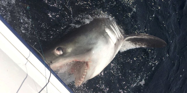 Steve Watson and two friends finally wrangled their catch — a 9-foot shark — during a fishing trip off the coast of Whitby, in Yorkshire, England.