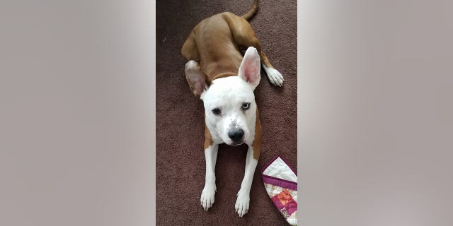 jax ears 2