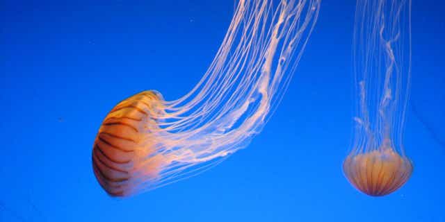 Chrysaora Melanaster jellyfish are commonly found in the Arctic Ocean.