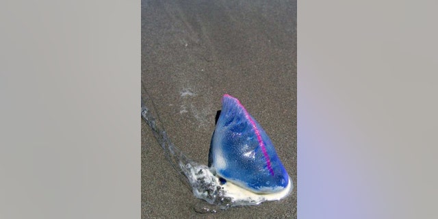 A Portuguese man o’ war washed up on a beach in Gulf Shores, Ala. Found in sub-tropical waters, the man o’ war is known for its excruciatingly painful sting.