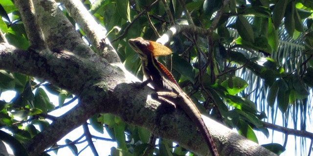Modern-day Jesus lizards are about 2 feet long, but about two-thirds of that is tail, Conrad said. These long tails act as rudders and help the animals change direction.