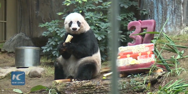 Oldest panda in captivity celebrates 37th birthday | Fox News