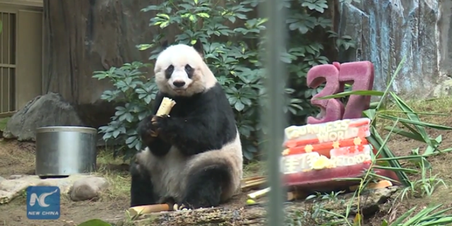 Jia Jia, born in 1978, was officially recognized on July 28, 2015 as "Oldest panda ever in captivity" and "Oldest panda living in captivity" by Guinness World Records