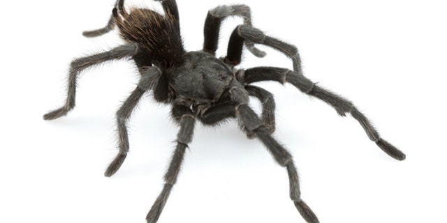 An adult male of Aphonopelma johnnycashi, a new tarantula species named for country singer Johnny Cash.