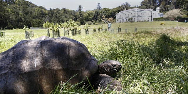 The Fascinating Sex Life Of Jonathan The 185 Year Old Giant Tortoise 8193