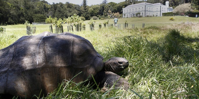 File photo - Jonathan the giant tortoise in the grounds of Plantation House on St. Helena (Photo by Alfred de Montesquiou/Paris Match via Getty Images) (Alfred DE MONTESQUIOU/PARISMATCH/SCOOP)
