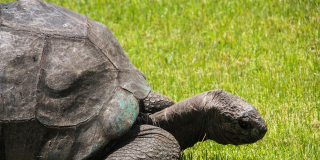 The Fascinating Sex Life Of Jonathan The 185 Year Old Giant Tortoise 9970