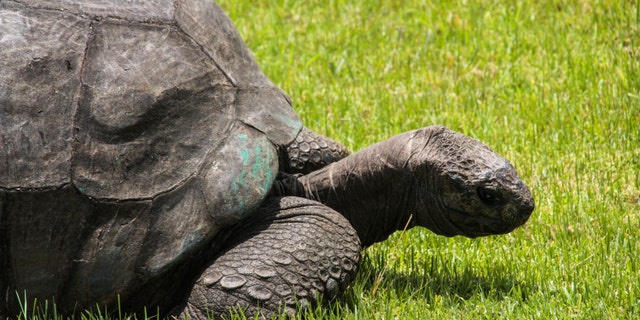 File photo of Jonathan the tortoise (Steven Humphreys/iStock).