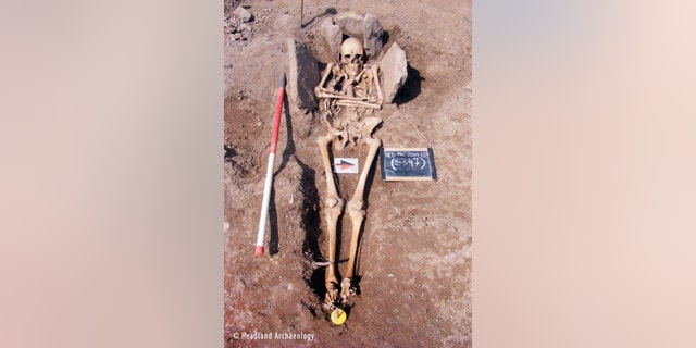 The skeleton of the medieval man, a possible knight, in his stone grave.
