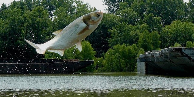 The Great Lakes Restoration Initiative is focusing on preventing invasive species, like asian carp, from entering the Great Lakes.